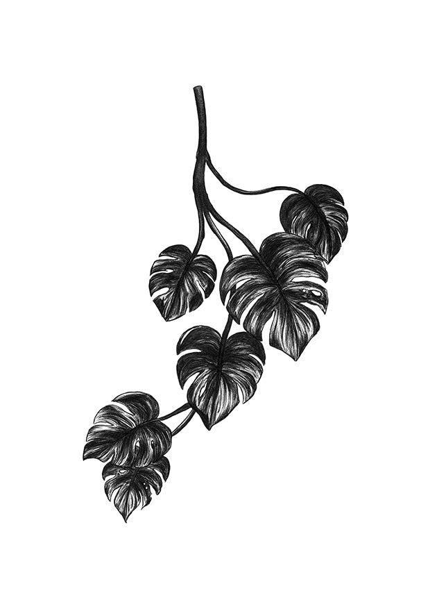 Monstera Cheese Plant Print